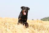 BEAUCERON 493